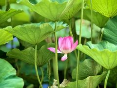 -莲花池公园
