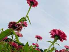 -莲花山花海