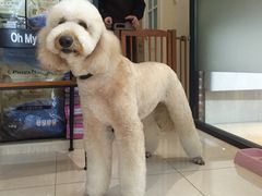 -Oh My Dog宠物沙龙(伊珊娜皮毛护理店)