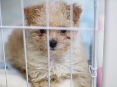 -佳雯宠物医院·皮肤科·内外科(春晓路分院)