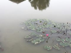 -大湾区中央湿地公园