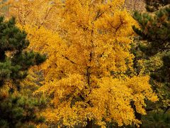 -国家植物园南园