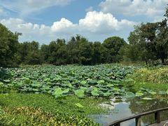 -西溪国家湿地公园