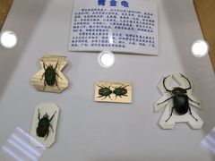 -上海大自然野生昆虫馆(东方明珠·爬宠昆虫探索中心)