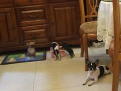 -严国平动物医院(德政总院)