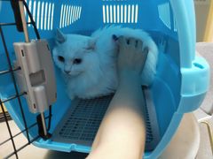 -喜多萌中农锦绣动物医院24H·猫科·牙科MRI·CT