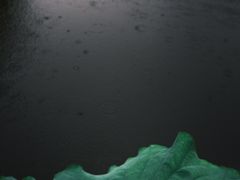 -陈家山荷花公园