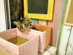 -小时光咖啡馆(开森度假森林店)