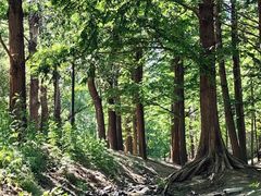 -白水寺森林公园