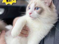 -翊宠yipet猫狗购宠庄园犬舍•猫舍