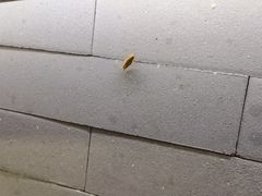 -呷哺呷哺 黄金牧场 (回龙观港龙店)