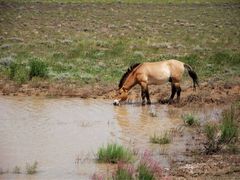 -新疆天山野生动物园