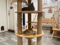 -楼上猫咖(罗湖店)
