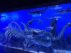 -哈尔滨波塞冬海底世界