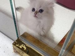 -糯米喵星人总部直营旗舰店·猫舍·幼猫出售