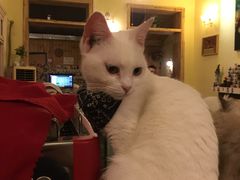 -猫色咖啡·猫咖