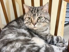-有猫咖啡umeow coffee