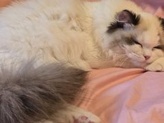 -猫十亿·布偶金渐层·曼基康矮脚猫舍(青年路店)