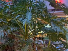-顺峰·粤菜海鲜·早茶自助(阜成店)