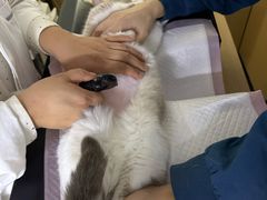 -瑞派蒂凯宠物医院·心脏科·口腔科·皮肤科