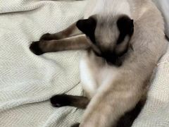 -爱洗澡的猫(望京店)