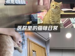 -pd派德宠物中心医院24H急重症·眼科中心·血液透析中心(嵩山北路店)