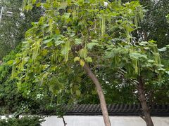 -西塔