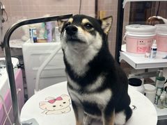 -FAELING PETS美天灵宠物(富力广场店)