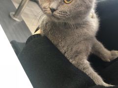 -芭比堂宠物医院·全科爱猫医院·仁德分院