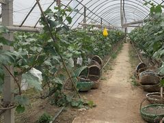 -马陆小张葡萄园农家乐