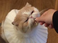 -滚猫咖啡·猫咖·猫友好撸猫(未来城店)