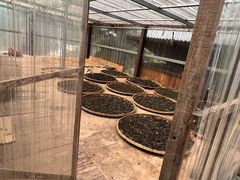 -西双版纳基诺山寨
