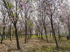 -广东花都湖国家湿地公园