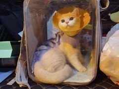 -伟伟宠物医院·CT影像中心·瑞派犬猫综合性门诊(汉口总院)