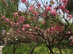 -南汇桃花村