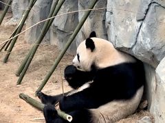 -泉州海丝野生动物世界