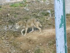 -泉州海丝野生动物世界