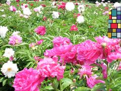 -黑龙江省森林植物园