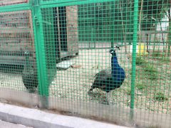 -夏阳湖皇冠假日酒店-自助餐厅