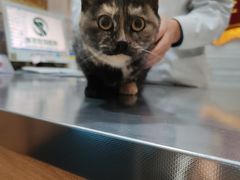 -瑞派名望志远动物医院·猫科·內科·异宠专科(直港大道店)