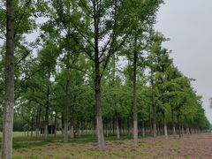 -汉长安城未央宫国家考古遗址公园