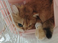 -北京观赏动物医院·24小时大型综合·猫专科·异宠专科