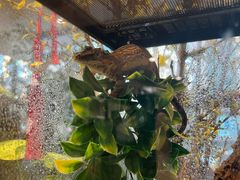 -酷以爬仙阁实体爬宠店·守宫·蜥蜴·专业繁育