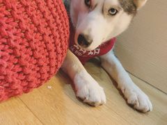 -Husky Go! 哈士奇体验馆·宠物咖啡厅狗咖