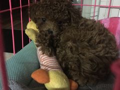 -爱宠屋pet shop·宠物洗澡·宠物美容