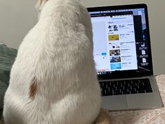 -纳吉亚猫专科动物诊疗中心(蒋宅口分院)