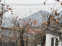 -康陵正德春饼宴26号