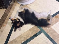 -猫色咖啡·猫咖