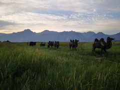 -敕勒川草原文化旅游区