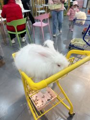 -Moni星球萌宠·小马宝莉·灵蛇·高端高阶全萌宠互动体验俱乐部(红豆国际广场店)